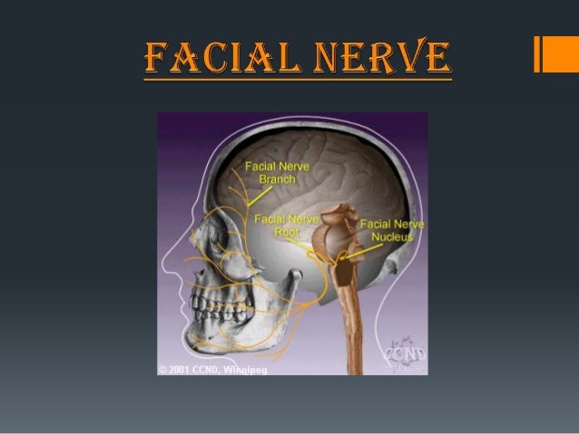 surgical anatomy of facial nerve Penis is also secondary brain